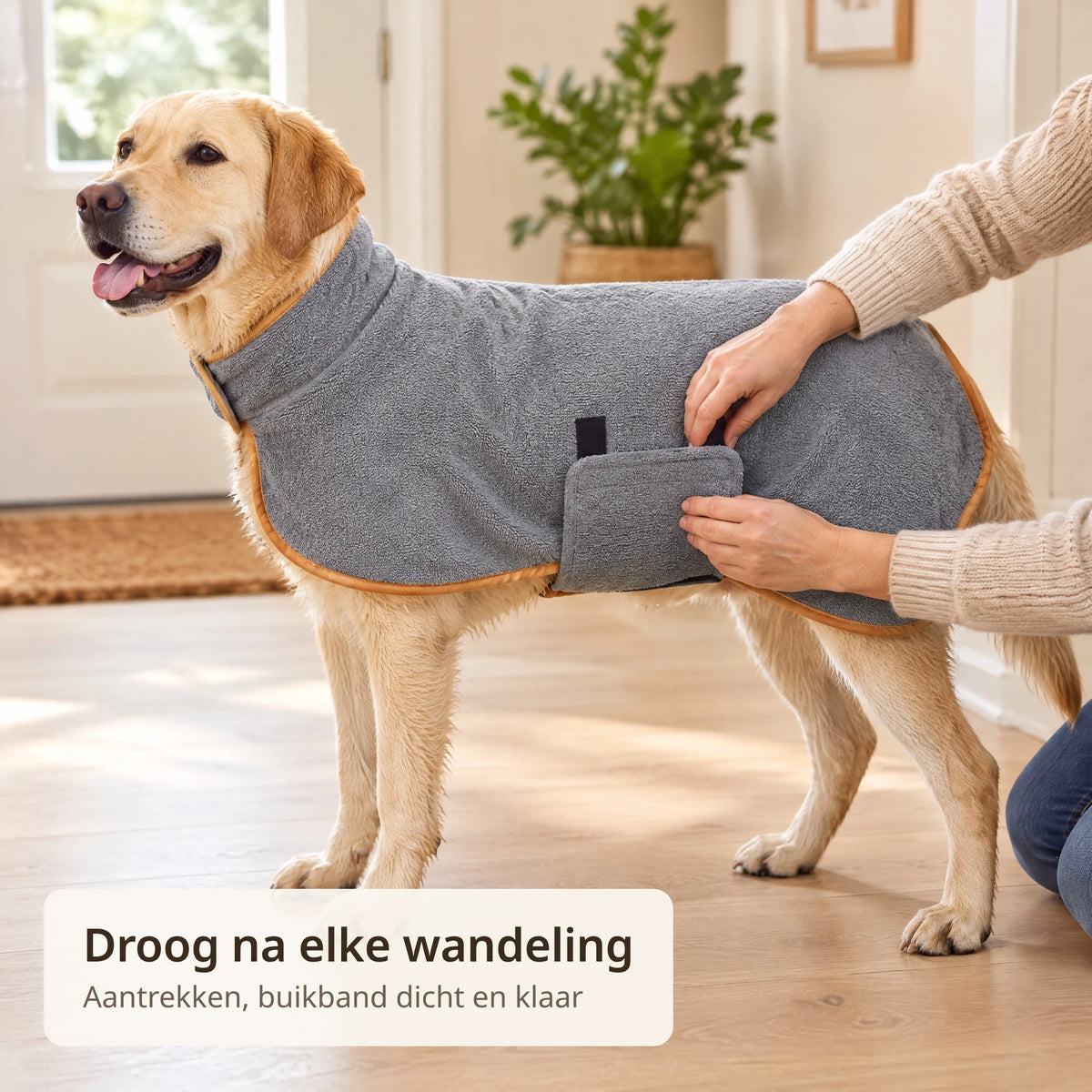 Labrador draagt de grijze hondenbadjas terwijl twee handen de buikband met klittenband vastmaken
