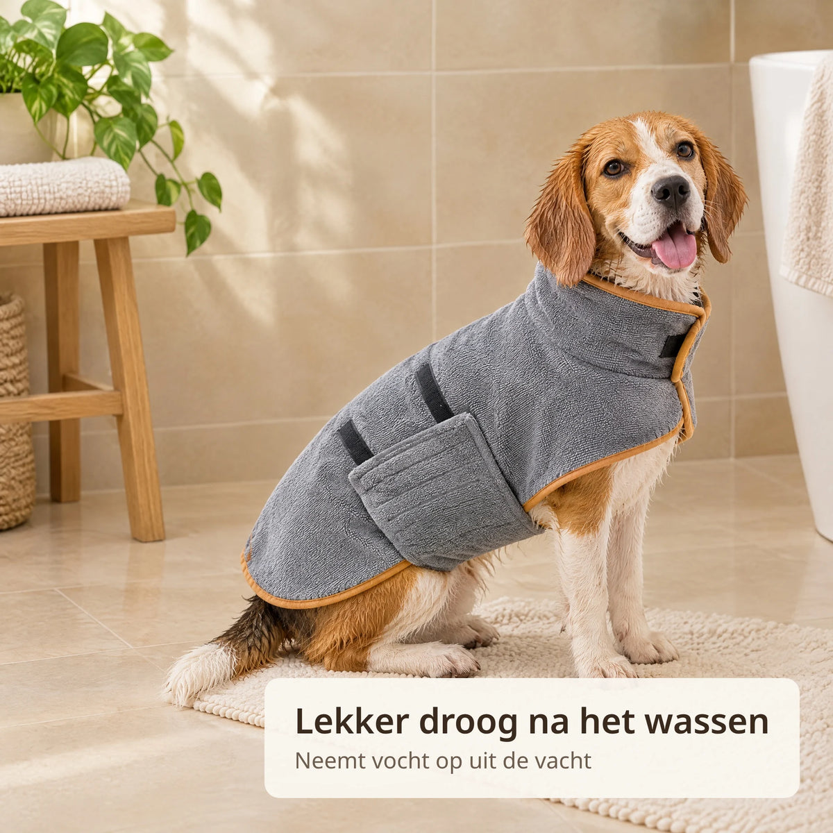 Beagle zit na het wassen op een badmat in de badkamer met de grijze hondenbadjas aan