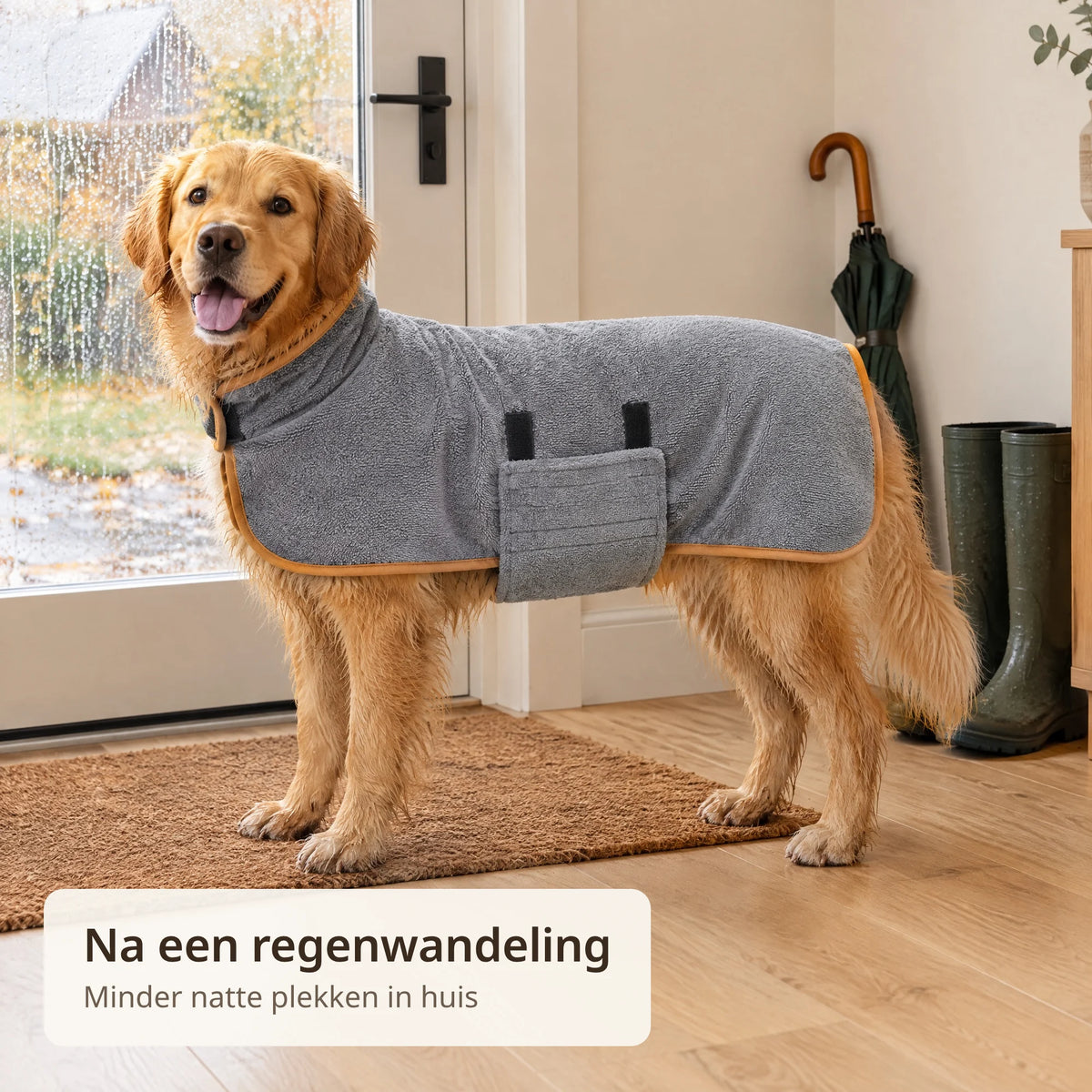 Golden retriever staat na een regenwandeling op de deurmat met de hondenbadjas van microvezel aan