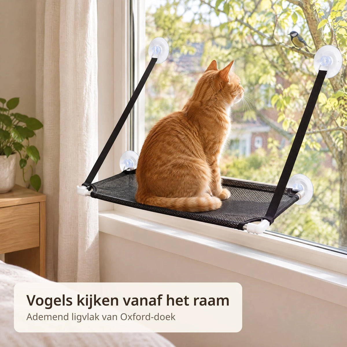 Rode kat zit op de kattenhangmat aan het slaapkamerraam en kijkt naar een vogel in de boom