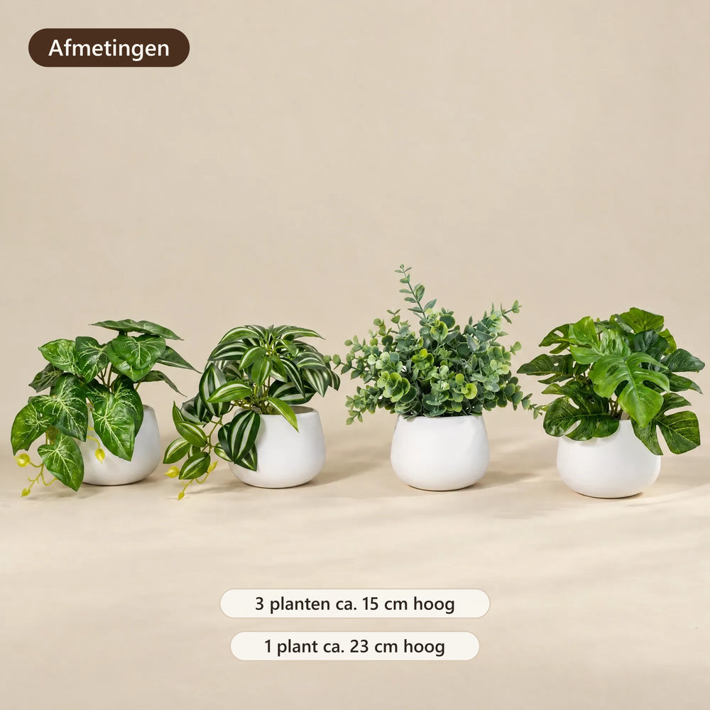 Afmetingen: drie planten van 15 cm en één van 23 cm